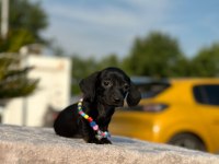 Show kalite sosis köpeği yavruları