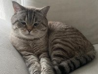 Acil British Shorthair