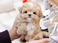 Safkan Toy Poodle Bebeklerimiz