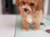 Tatlı Yüzlü Maltipoo Bebeklerim