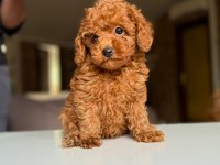 SAFKAN TOY POODLE YAVRULAR