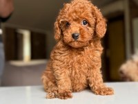 SAFKAN TOY POODLE YAVRULAR