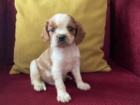Asilzade yavru cavalier king charles
