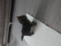 SAF KAN TEACUP YORKSHİRE TERRİER YAVRUMUZ