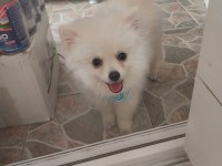 Evinizin sevgi yumağı pomeranian boo