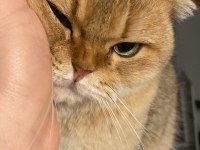 Scottish fold kedimiz Bademi ücretsiz sahiplendiriyoruz