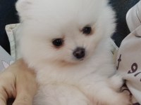 Pomeranian Boo Dişi Ayı Surat