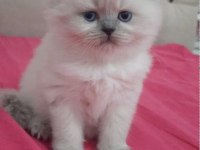 MUHTEŞEM GÜZELLİKTE BRİTİSH SHORTHAİR BLUE POİNT