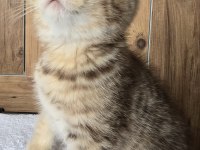 Yavrular British Longhair Silver Point Ve Gold
