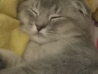 4 aylık Scottish fold erkek