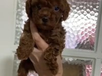 Annesinin yanında büyüyen poodle bebeğim