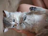 Dişi ve erkek scottish fold