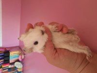 Sheltie guinea pig yavrumuz