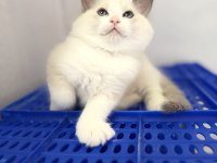 Ragdoll yavrular dişi erkek