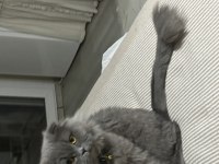 1.5 yaşında scottish fold