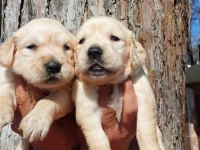 Golden Retriever Yavrularım