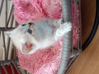 British golden ve shorthair yavrularımız