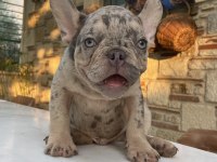 Renkli Gözlü Irk Garantili Aşılı French Bulldog Yavrularım