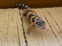 Her Morph Leopard Gecko