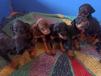 Doberman yavrularım sağlık ve ırk garantilidir