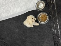 Irk ve sağlık garantili 3 aylık dişi pomeranian boo