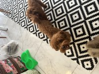 Yetişkin Redbrown Toy Poodle Dişi