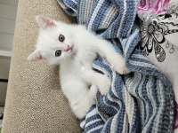 50 Günlük Beyaz Erkek Yavru Kedimiz