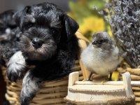 FCI Pedigreeli Miniature Schnauzer Yavruları