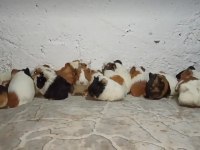 Ginepig ve Tavşan
