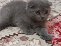 Sahibinden Scottish Fold 55 Günlük