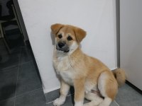 Akita inu 108 günlük