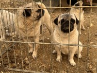 İki dişi ve bir erkek pug