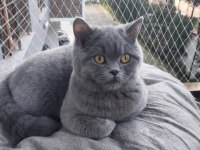 Saf Kan Ayı Kafa British Shorthair