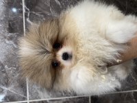 Orjinal Ayı Surat Pomeranian Boo Yavrular