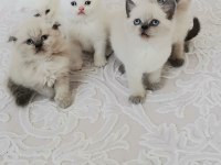 British shorthair yavrularımız teslime hazır hale gelmiştir