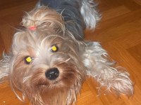 Yorkshire terrier köpeği