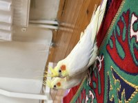 Çift Lutino Sultan Papağanı