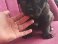 26 günlük dişi erkek yavru pug
