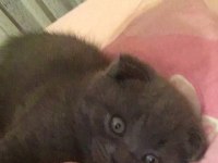 2,5 aylık bebek scottish fold