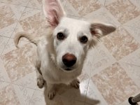 Rus Finosu Melez Köpeğim