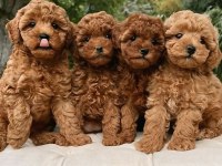 MÜKEMMEL ANATOMİDE TOY POODLE YAVRULAR