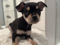 2 aylık erkek yavru chihuahua