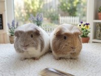 Safkan Lilac Renk Coronetler Çikolata Blue Ginepig