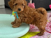 Kıpkırmızı maltipoo bebekler yeni evine gitmeye hazır