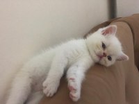 Yakışıklı yaklaşık 2 aylık chinchilla bebek