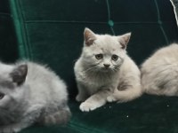 Safkan british shorthair yavrular