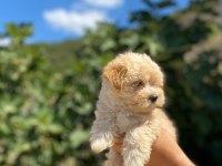 Maltipoo yavrularımız