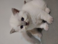 10 Mayıs doğumlu scottish fold bebekler ailelerini arıyor