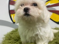 MALTESE TERRİER