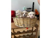 Maltipoo yavrularımız uygundur